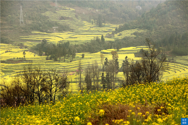 罗平油菜花堪称东方大花园:满目金黄香百里,一方春色醉千山