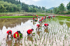 潼南区游记图片] 困难家庭插秧难，志愿者们来帮忙！潼南爱心助农公益插秧活动纪实