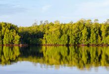 仙本那红树林景点图片