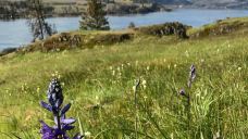 Catherine Creek Day Use Area/Trailhead-克利基塔特县-Laird_Torrance