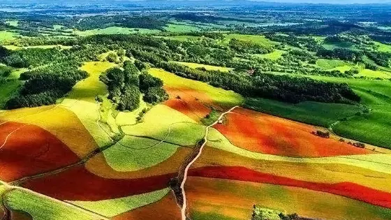 蓮花山花海