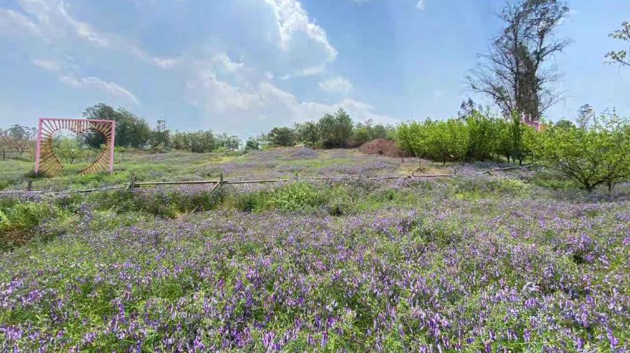 草多多森林牧场