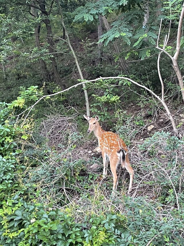 白云山山体公园旅行图片 1