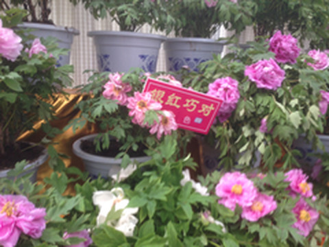 金坛区游记图片] 牡丹，无可阻挡的诱惑