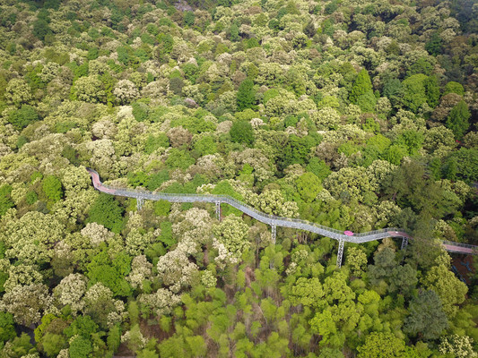 大余丫山旅游度假区一日游攻略之森林休闲游玩线