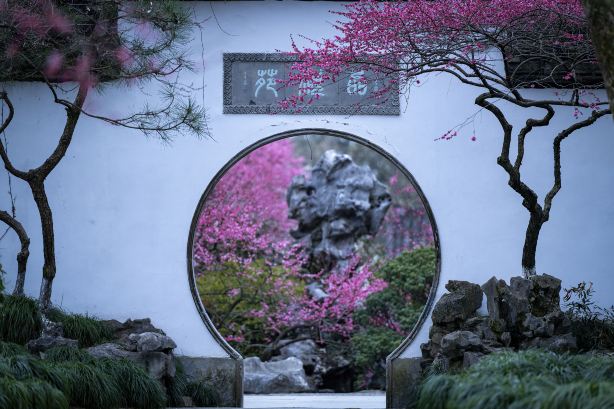 杭州赏梅花