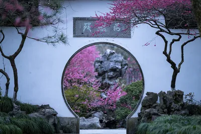 杭州赏梅花