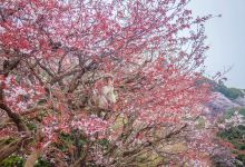 岚山猴子公园景点图片