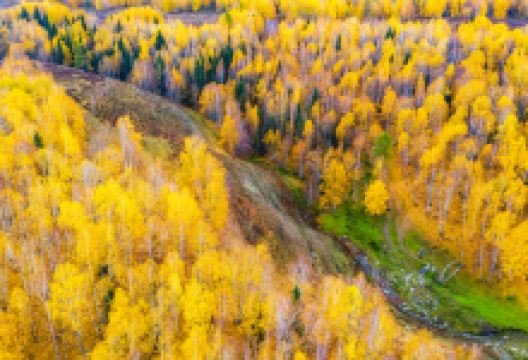 白桦林区景点图片