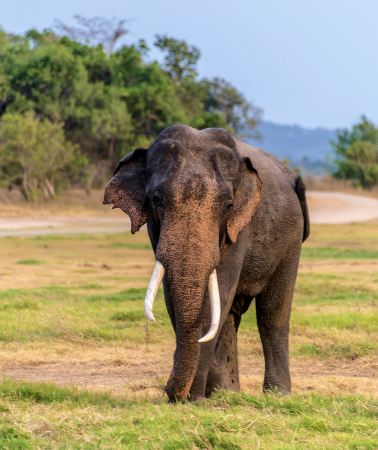 6D5N • Dambulla + Colombo + Sigiriya Lion Rock + Temple of the Sacred Tooth Relic + Minneriya National Park + Dambulla Cave Temple + Sri Lanka Sea Train 