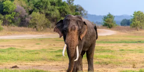 米內日亞國家公園