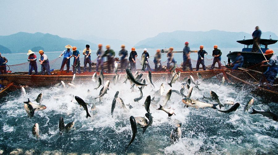 千岛湖巨网捕鱼