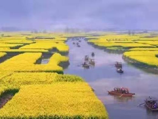 高邮·湖上花海