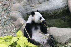 下渚湖熊猫园-德清