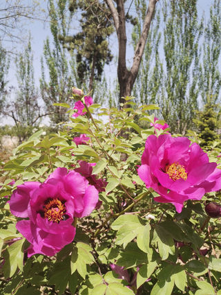 牡丹胜绝是河州——甘肃省临夏市