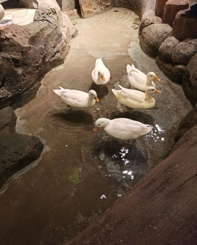 灵客欢乐动物园旅行图片 3