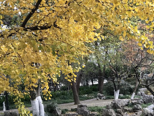 莘庄公园旅行图片 2