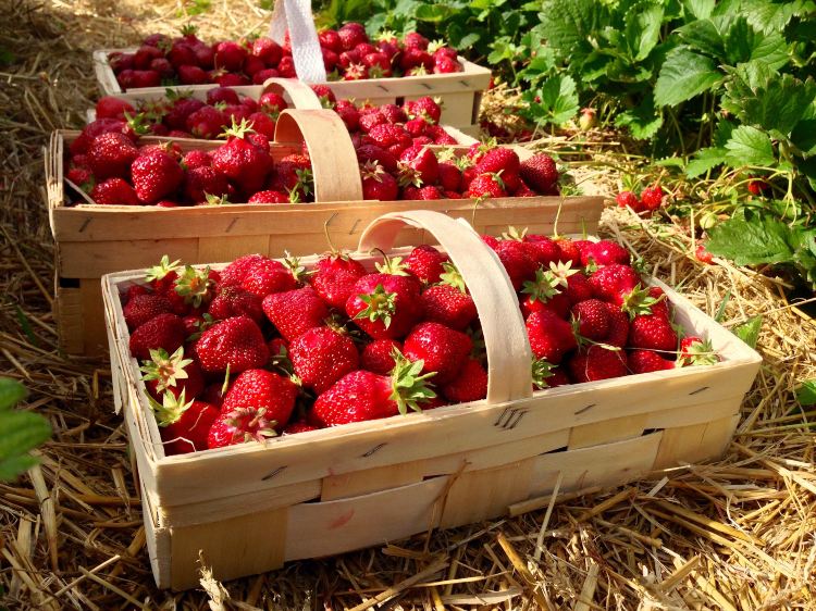 Big Red Strawberry Farm