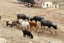 Safari Aitana景点图片