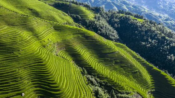 龍脊梯田風景名勝區-金坑梯田
