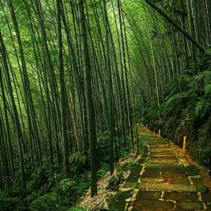 成都+成都大熊猫繁育研究基地+乐山大佛+盐业历史博物馆+蜀南竹海+都江堰景区6日5晚私家团