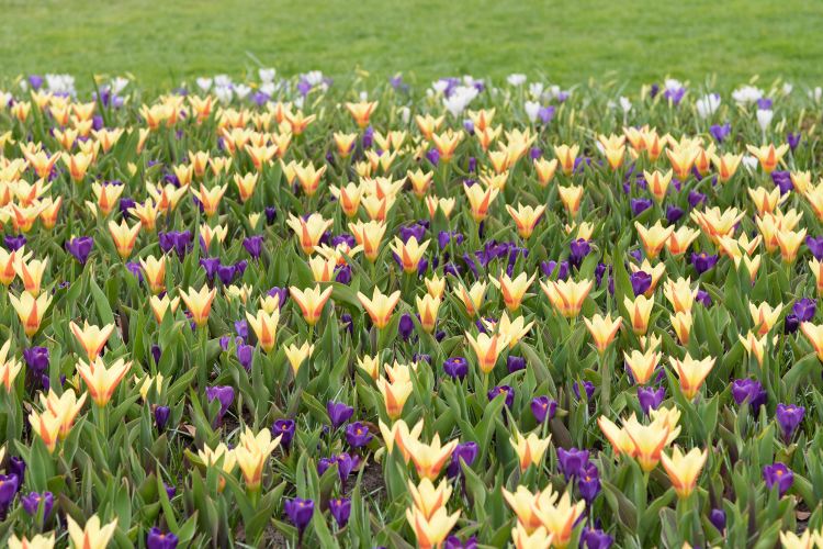百花公园