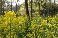 林州天平山风景区-林州-一杯清茶看春秋！