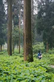 邛崃游记图片] 寻竹海仙山、探萤火虫奇妙夜，成都出发两小时的邛崃藏着不可思议的夏天