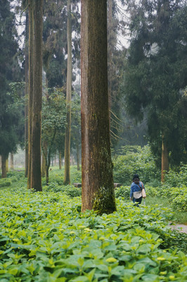 寻竹海仙山、探萤火虫奇妙夜,成都出发两小时的邛崃藏着不可思议的夏天