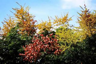 美翻了！缙云的秋天，有点野，却又很温柔