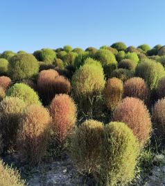 朱泾镇游记图文-金山朱泾（花开海上生态园）半日游