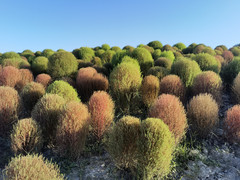 朱泾镇游记图片] 金山朱泾（花开海上生态园）半日游