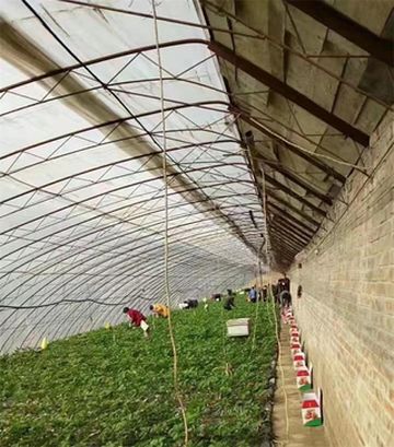 北京昌平康源草莓采摘园,58一斤小伙子分分钟摘一箩筐,太6了!