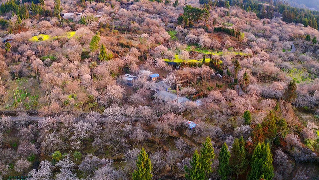 【国家AAA级景区】腾冲中营·梅花村景区