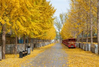 颐和园+圆明园一日活动【资深导游讲解/无线耳机】【[品质保证]全程无购物，不进店，不进暗店】