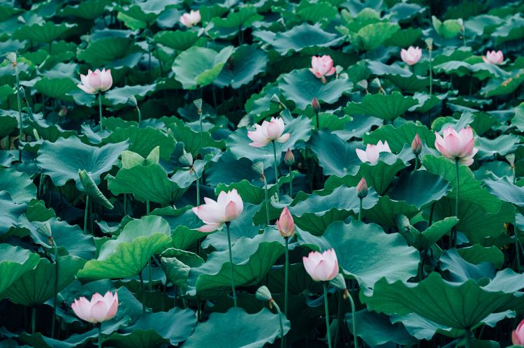 荔湾湖公园景点图片 5