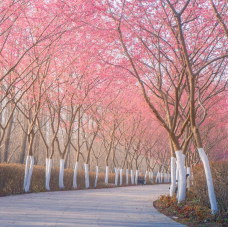 滨湖国家森林公园-合肥