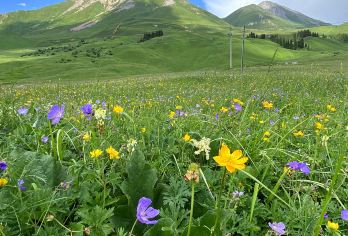 唐布拉一日游【精致小团+深度游玩+多套餐选择+市区接送】【[核心优势]轻奢小团+伊宁市区免费上门接送+免费接送火车/飞机+五座或七座车型更好乘坐体验】