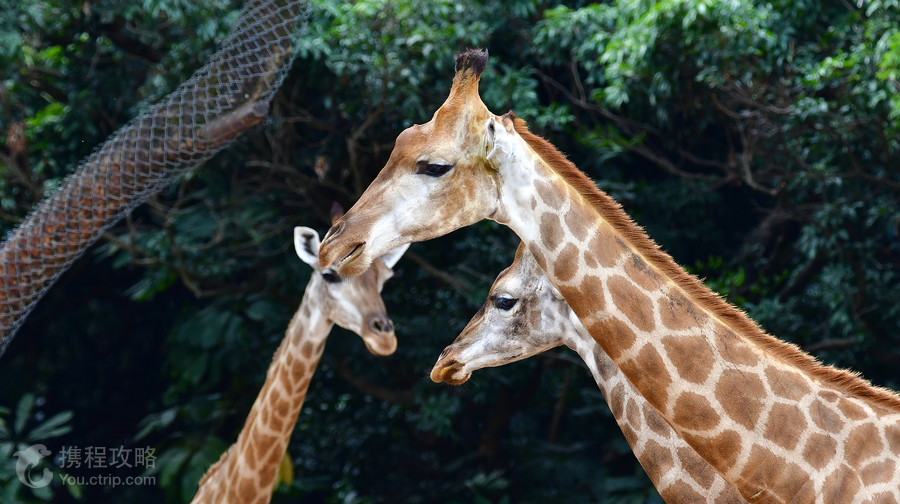 深圳野生動物園