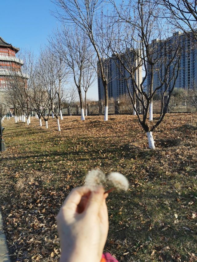 西局玉璞园旅行图片 1