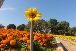 松山湖度假区游记图文-东莞松湖生态园花海农家乐一日游攻略