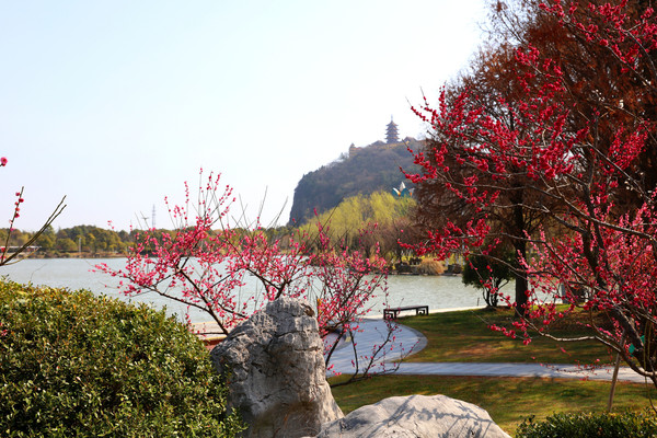 狼山脚下赏梅花、濠河边上看风景，江风海韵南通游