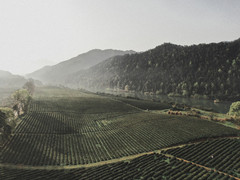 修水游记图片] 江西修水 | 绿野仙踪 宁红茶田上的绝美小城