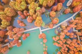 青山湖水杉林已全红，还有最后几天，你准备好了吗