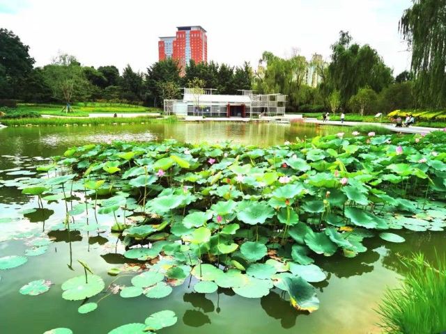 四得公园旅行图片 6