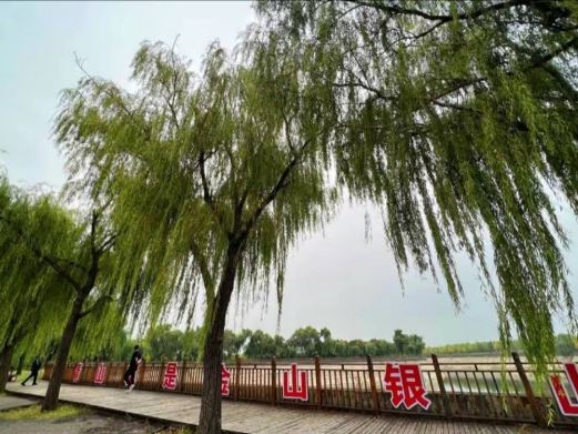 栾卸银杏景区