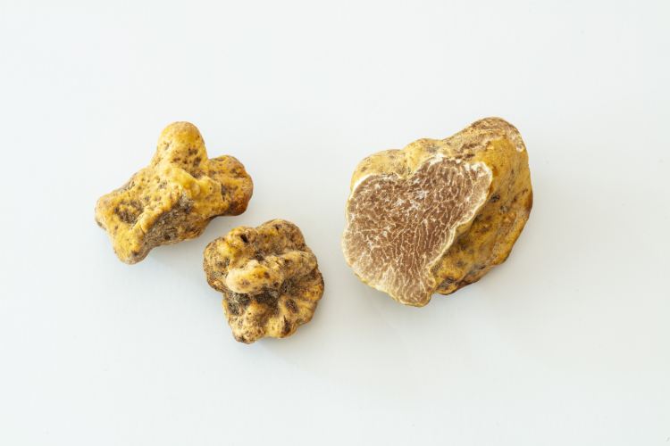 White truffle