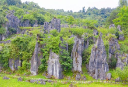 思南石林景区景点图片