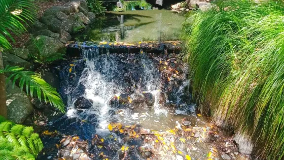 黃金海岸地區植物園