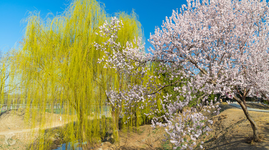 圓明園
